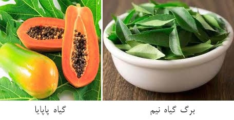 برگ گیاه نیم و گیاه پاپایا