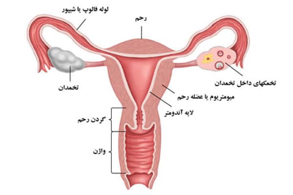 تعیین زمان تخمک گذاری با سونوگرافی