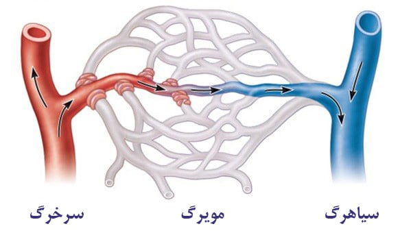 واریس چیست؟سیاهرگ-مویرگ-سرخرگ