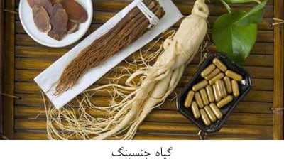 گیاه-جنسینگ